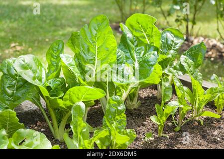 Schweizer Mangold oder Blattrübenpflanze (beta vulgaris), grünes Blattgemüse, das im Juni in einem britischen Garten wächst Stockfoto