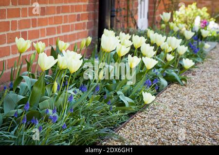 Tulpen und Muscari (Traubenhyazinthe) wachsen in einem Garten Blumenbeet, Frühling Blumenbeet, UK Stockfoto