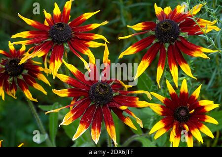 Schöne schwarze Augen Susan Blumen Rudbeckias juli Gartenpflanzen Stockfoto