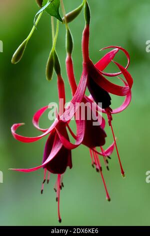 Fuchsia magellanica rote Blumen hängen Stockfoto