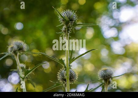 Ein selektiver Fokus der wachsenden Distel mit ihrer scharfen Prickles in der freien Natur Stockfoto