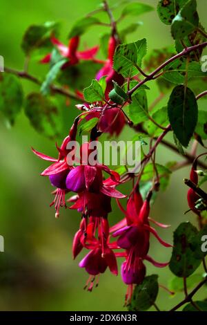 Fuchsia magaelanica Ladys Ohrstöpsel Rot Hardy Flowers Hängende Fuchsien Stockfoto