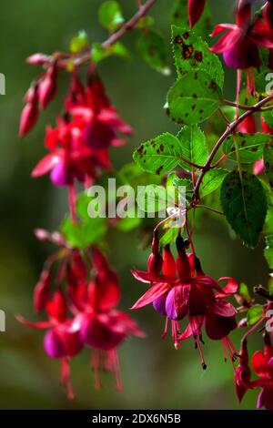 Fuchsia magellanica Ladys Ohrlöckchen Rot Hardy Flowers Hängende Fuchsien Stockfoto