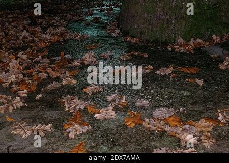 Tzoumerka, Epirus, Griechenland - 15. Dezember 2017: Herbstblätter Stockfoto