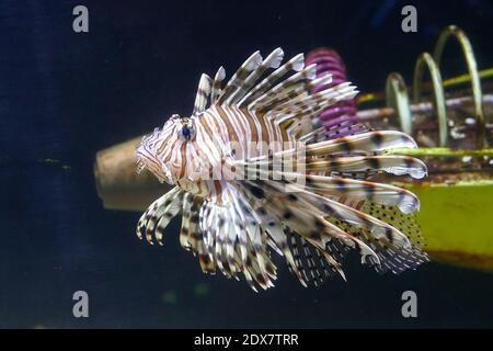 Roter Löwenfisch mit giftigen Stacheln ( Pterois volitans ) Newport, Oregon Stockfoto