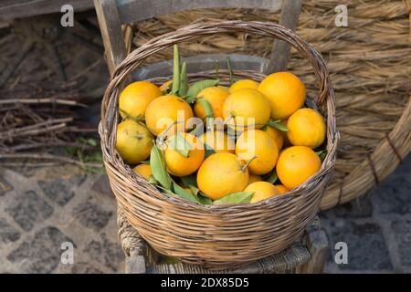 Zitronen in einem Korb in einem Produce Shop Stockfoto