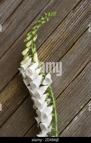 Nahaufnahme von weißen Füchshandschuhen Blume mit lila Flecken auf Holz Hintergrund. Speicherplatz Kopieren. Stockfoto