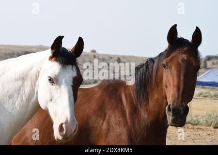 Nahaufnahme von zwei Pferden in verschiedenen Farben, eines ist zweifarbig, aber hauptsächlich weiß und eines ist braun auf der Ranch. Stockfoto