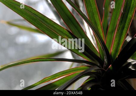 Nahaufnahme der Hausanlage dracaena marginata Stockfoto