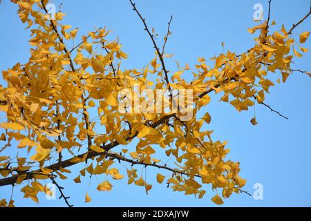 Gingko-Stiel mit goldenen Blättern unter blauem Himmel im Herbst Stockfoto