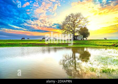 Sonnenuntergang Bombax ceiba Baum alten und grasenden Büffel Silhouette auf Böschung spiegelt sich auf dem Wasser wunderschön phantasievolle Landschaft für das ländliche Vietnam Stockfoto