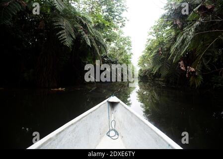 Weißer Schiffsbogen auf dem Napo-Fluss inmitten von Bäumen, Ecuador Stockfoto