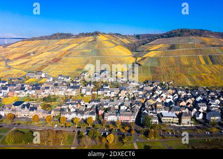 Luftaufnahme, Deutschland, Rheinland-Pfalz, Zeltingen - Rachtig, Mosel, Weinberge im Herbst Stockfoto