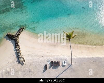 Einzelne Palmen und Sonnenliegen auf der tropischen Insel, Luftaufnahme Stockfoto