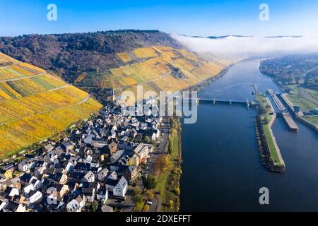 Luftaufnahme, Deutschland, Rheinland-Pfalz, Zeltingen - Rachtig, Mosel, Weinberge im Herbst Stockfoto