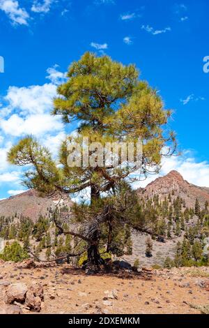 Pinien im Teide Nationalpark gegen den Himmel an sonnigen Tagen, Teneriffa, Kanarische Inseln, Spanien Stockfoto