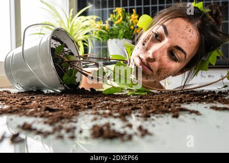 Junge Frau, die zu Hause auf dem Tisch einen Topfpflanze ansieht Stockfoto