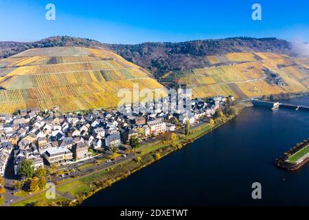 Luftaufnahme, Deutschland, Rheinland-Pfalz, Zeltingen - Rachtig, Mosel, Weinberge im Herbst Stockfoto