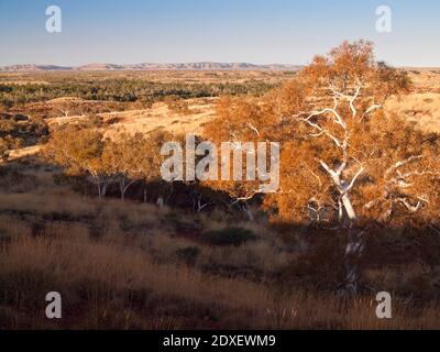 Bissige Gummis (Eucalyptus leucophloia), Millstream Chichester National Park, Pilbara Region, Western Australia Stockfoto