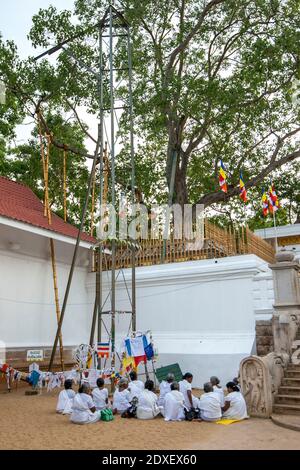 Eine Gruppe buddhistischer Frauen betet unter dem Mahavihara und Sri Maha Bodhi Baum in Anuradhapura in Sri Lanka. Dieser Baum wurde von Buddha nach Sri Lanka gekauft. Stockfoto