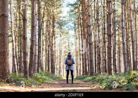 Weibliche Forscherin mit Rucksack im Cannock Chase Wald Stockfoto