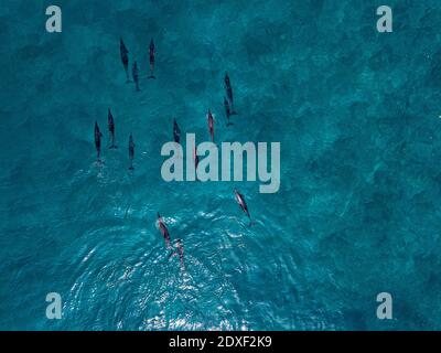 Delfine schwimmen im Meer, Luftaufnahme Stockfoto