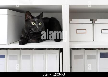 Porträt der schwarzen Katze entspannen auf Bücherregal Stockfoto