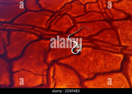 Schlange von roten Rissen Flussbett Stockfoto