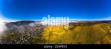 Luftaufnahme, Deutschland, Rheinland-Pfalz, Zeltingen - Rachtig, Mosel, Hochmoselbrücke über Fluss Mosel, Weinberge im Herbst, Stockfoto