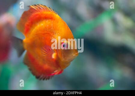 Papageiencichliden oder Cichlasoma oder Blutpapagei Cichlid. Stockfoto