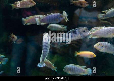 Lombardoi mbuna oder Kenyi Cichlid oder Maylandia lombardoi oder Maylandia greshakei. Stockfoto