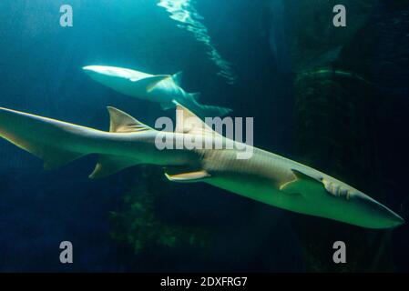 Haie in einem blauen Tiefenwasser des Aquariums. Stockfoto