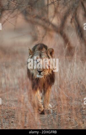 Asiatische männliche Löwe prowling im Morgenlicht, Gir Wald Indien. Stockfoto