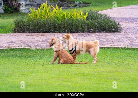 Ein paar goldene Retriever Hunde sitzen im Park Stockfoto