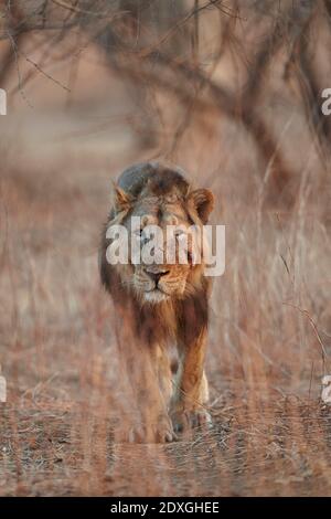 Asiatische männliche Löwe prowling im Morgenlicht, Gir Wald Indien. Stockfoto