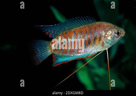 Gebändert oder riesige Gourami, Colisa fasciata Stockfoto