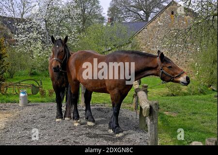 COB Normand Pferd, Entwurf Stockfoto