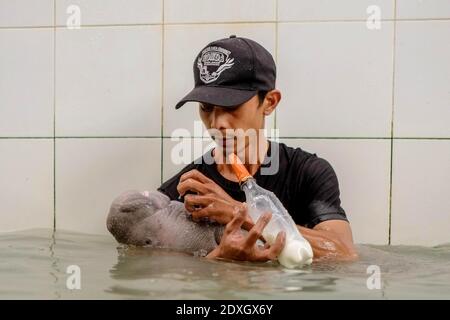 Bangka Belitung, Indonesien. Dezember 2020. Ein Mitarbeiter füttert eine Flasche Milch an ein Baby Dugong (Dugong Dugon) in einem Pool im alobi Wildlife Rescue Center im Bezirk Sungailiat, Bangka Belitung, Indonesien, 23. Dezember 2020. Das Baby Dugong, einmal gestrandet, wurde von den Fischern in Muntok Bangka Meer gerettet und in das alobi Wildlife Rescue Center verschifft. Quelle: Ananta Kala/Xinhua/Alamy Live News Stockfoto