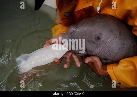 Bangka Belitung, Indonesien. Dezember 2020. Ein Mitarbeiter füttert eine Flasche Milch an ein Baby Dugong (Dugong Dugon) in einem Pool im alobi Wildlife Rescue Center im Bezirk Sungailiat, Bangka Belitung, Indonesien, 23. Dezember 2020. Das Baby Dugong, einmal gestrandet, wurde von den Fischern in Muntok Bangka Meer gerettet und in das alobi Wildlife Rescue Center verschifft. Quelle: Ananta Kala/Xinhua/Alamy Live News Stockfoto