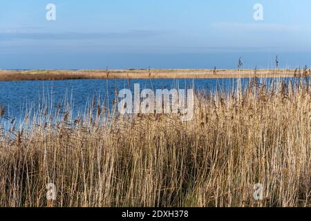 Trockenes langes Gras in einem sandigen Naturschutzgebiet. Blauer Himmel und Meer im Hintergrund. Bild aus Falsterbo, Landkreis Scania, Südschweden Stockfoto