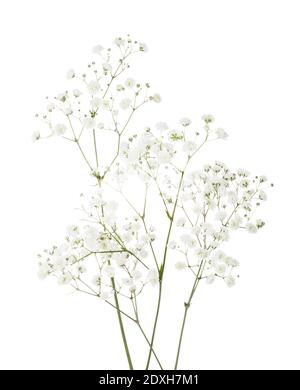 Wenige Zweige mit kleinen weißen Blüten von Gypsophila (Baby's Breath) isoliert auf weißem Hintergrund. Stockfoto