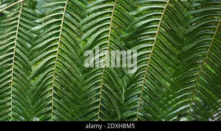 Giant Green Fern Leaf Nahaufnahme Hintergrund Stockfoto