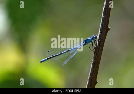 Gewöhnliche blaue Damselfliege auf Zweig isoliert mit unfokussiertem Hintergrund. Stockfoto