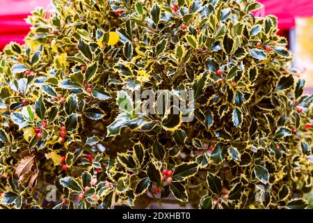 Nahaufnahme von Stechpalme mit roten Früchten in der weihnachtszeit Stockfoto