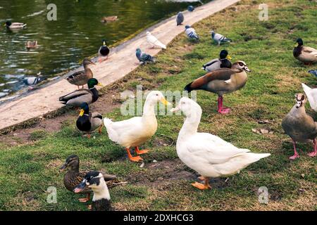Gruppe Enten und Gänse auf dem Gras aus dem Wasser Stockfoto