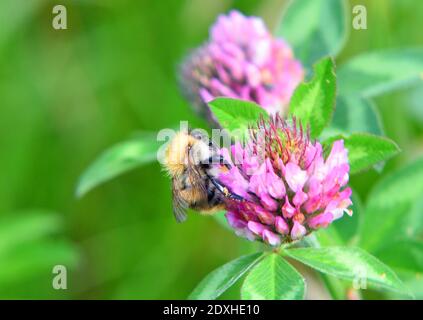 Einzelne isolierte frühe Bumblebee auf Klee Blume aus Fokus Hintergrund. Stockfoto