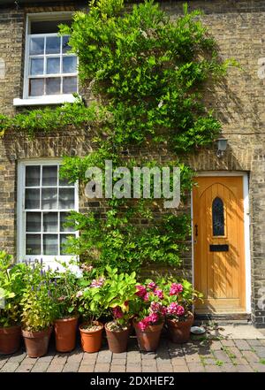 Hübsches Häuschen mit Pflanzen in Töpfen und Kletterpflanzen 2 Fenster und Tür. Stockfoto