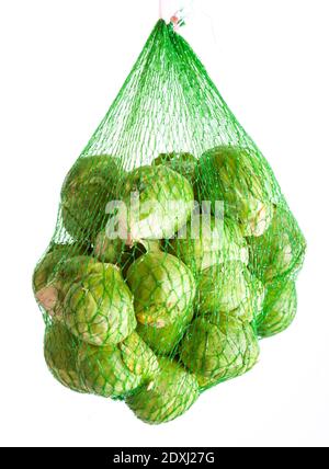 Rosenkochsprieß, Brysselkål (Brassica oleracea) Stockfoto