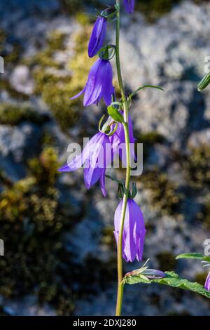 Creeping Bellflower, Knölklocka (Campanula rapunculoides) Stockfoto