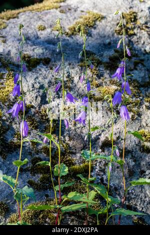 Creeping Bellflower, Knölklocka (Campanula rapunculoides) Stockfoto